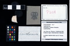 Foto (Objekt + Etikett) von Lecythocaris sp.  (NHMW-GEO-2014-0194-0208)
